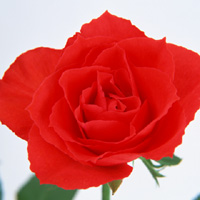 Red Rose